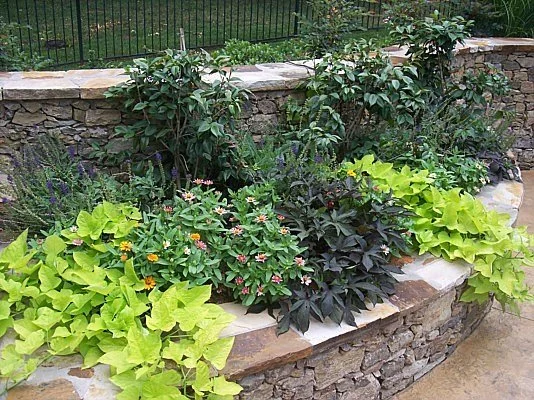 Shrubs