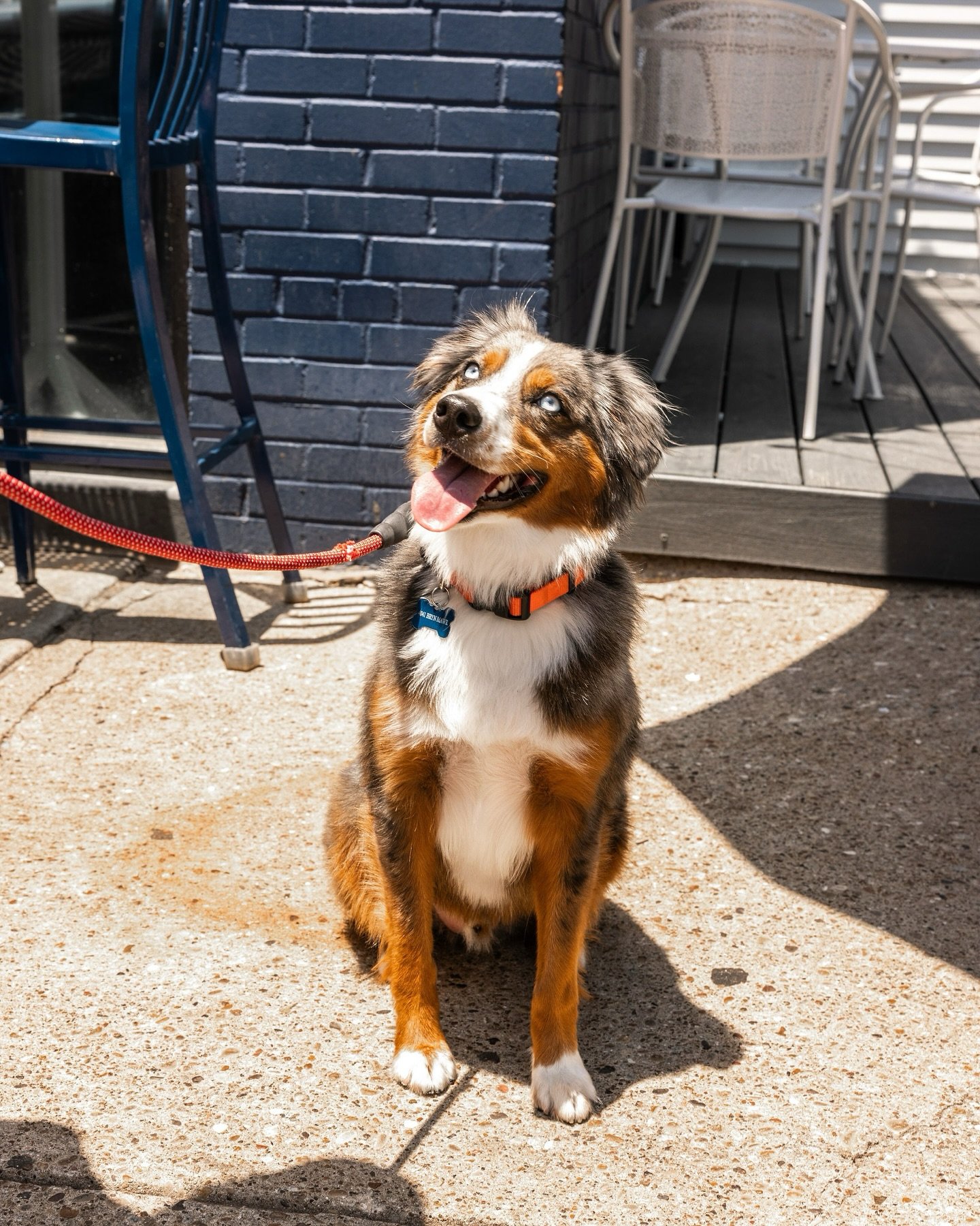 Bring your pup and stay awhile 🐾☀️ Our patio is dog-friendly, and we&rsquo;ve got plenty of shade, fresh coastal bites, and good vibes to go around.

Enjoy a laid-back lunch with your best (furry) friend&mdash;we&rsquo;ve got a seat waiting for you.