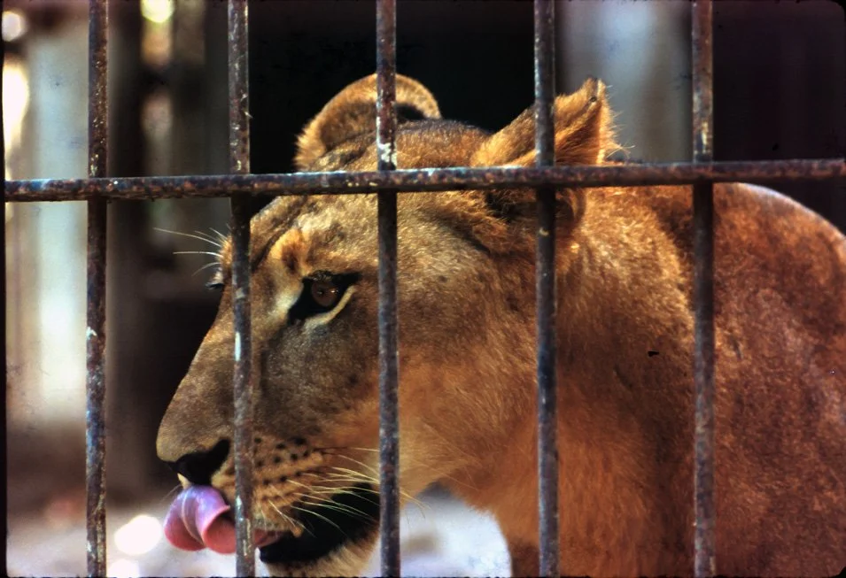 EA10 Chiang Mai Zoo Lion 12 1966.jpg