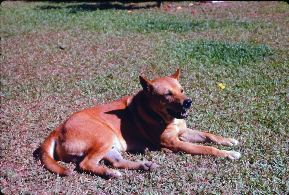 za36 Chiang Mai Dick the dog 12 1969.jpg
