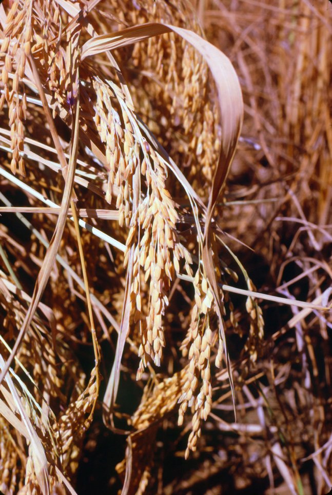 za04 Chiang Dow Rice Harvest 12 1969.jpg