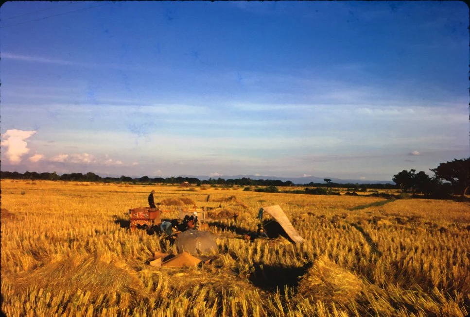 DA33 Chiang Mai rice harvest 12 1966.jpg