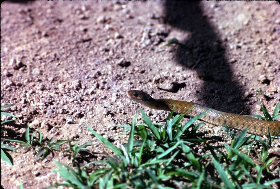 DA36 Chiang Mai snake in garden 12 1966.jpg