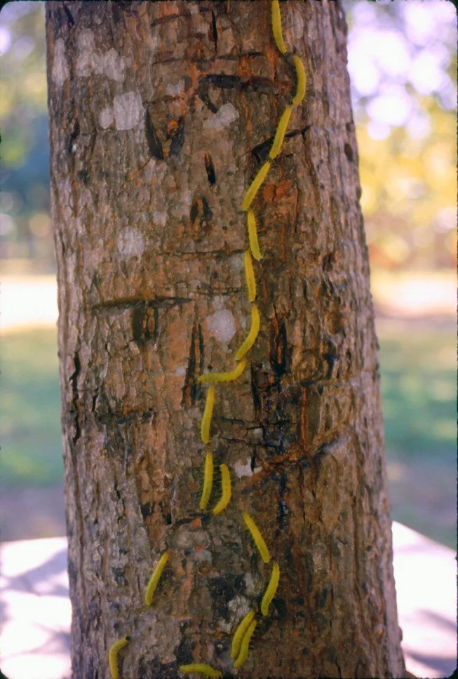 za26 Chiang Mai Garden Caterpillars 12 1969.jpg