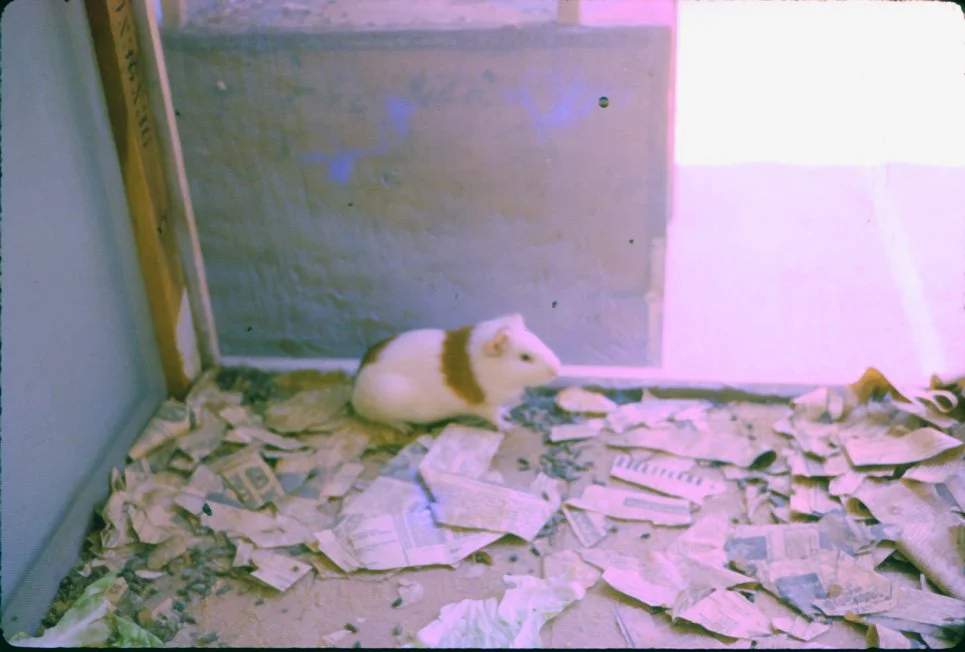 AL32 Chiang Mai Guinea Pig 04 1965.jpg