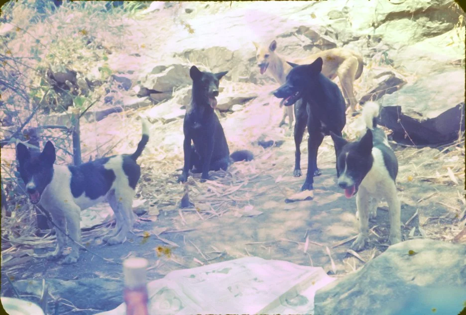 AQ05 Mae Klang Biology Outing dogs 03 1966.jpg