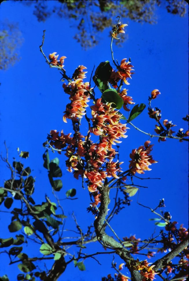 EA15 Chiang Mai University Tree Buteamonosperma 12 1966.jpg