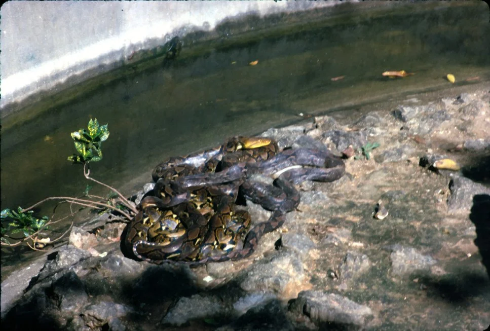 EA11 Chiang Mai Zoo Snakes 12 1966.jpg