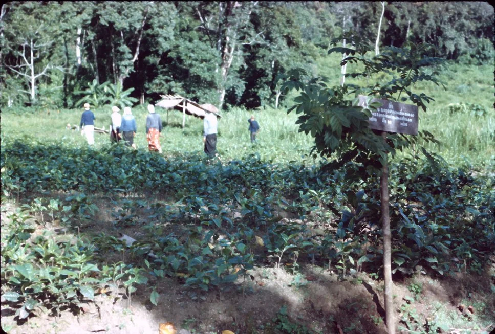 NA03 Chiang Dow Tea Plantation 10 1967.jpg