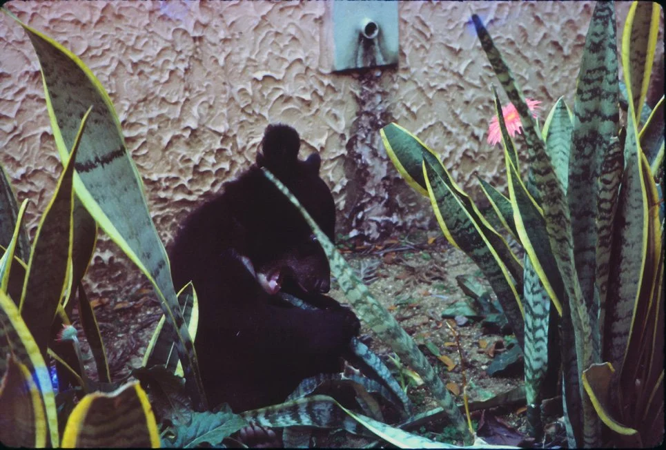 AL12 Chiang Mai Garden Bear 03 1965.jpg