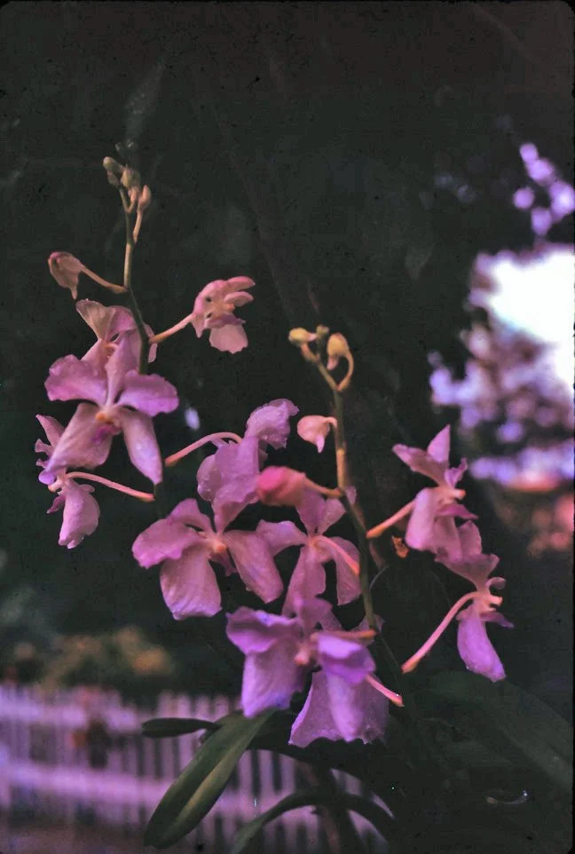 AW36 Chiang Mai Far Mooi Orchid Vanda caerulea 08 1966.jpg