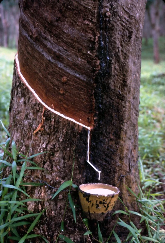 LA32 Kuala Lumpur Rubber tapping 05 1967.jpg