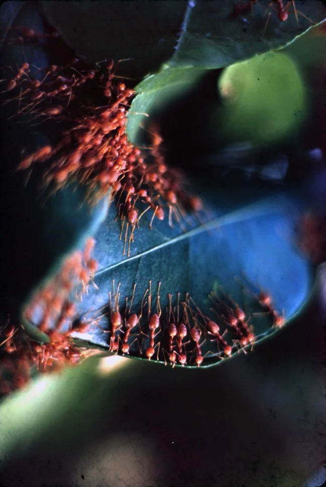 BA33 Chiang Mai Red Ants nest 10 1966.jpg