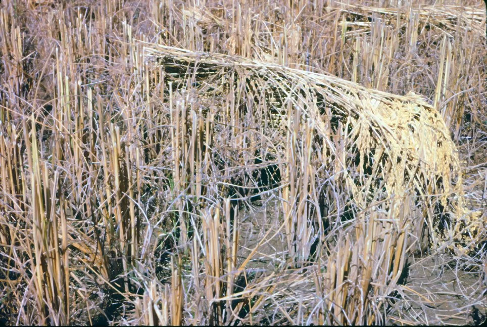 za03 Chiang Dow Rice Harvest 12 1969.jpg