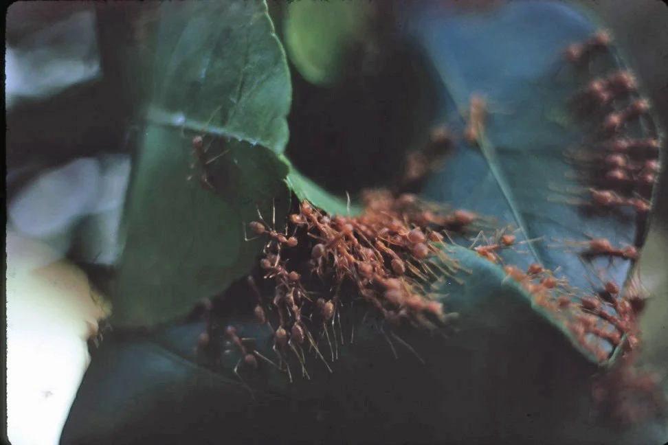 BA34 Chiang Mai Red Ants nest 10 1966.jpg