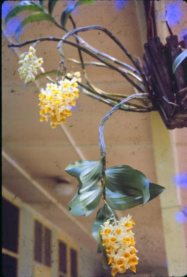 AL28 Chiang Mai Garden Orchid Dendrobium thyrsiflorum 04 1965.jpg