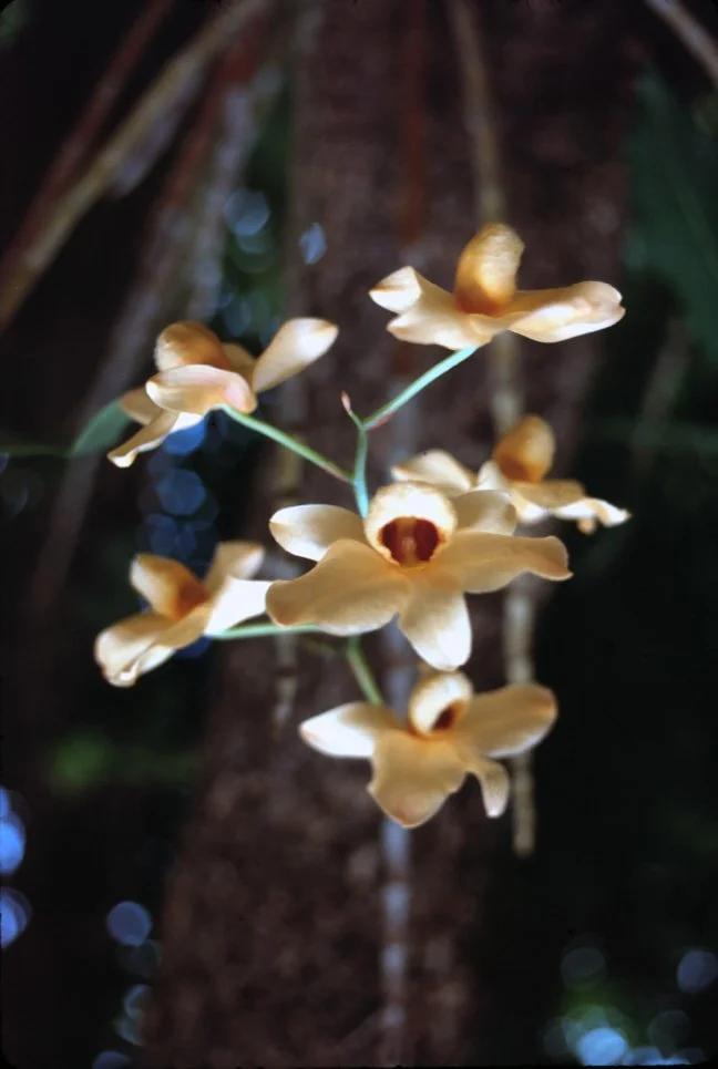 MA26 Chiang Mai garden orchid Aerides Sp 07 1967.jpg
