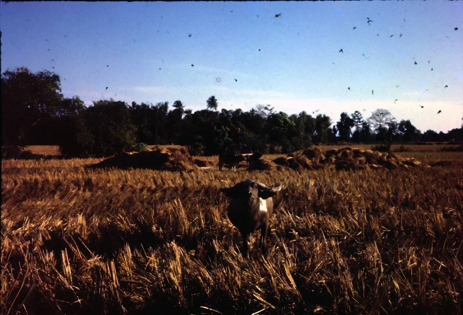 AJ10 Chiang Mai Rice Fields Buffalo 12 1964.jpg