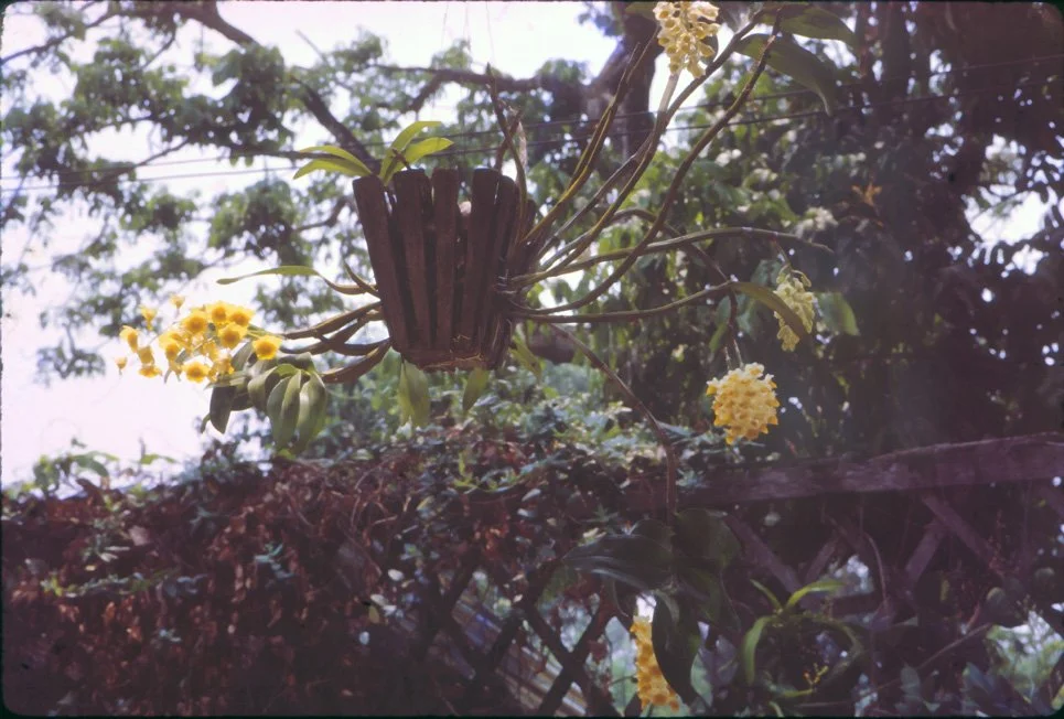 AL27 Chiang Mai Garden Orchid Dendrobium thyrsiflorum 04 1965.jpg