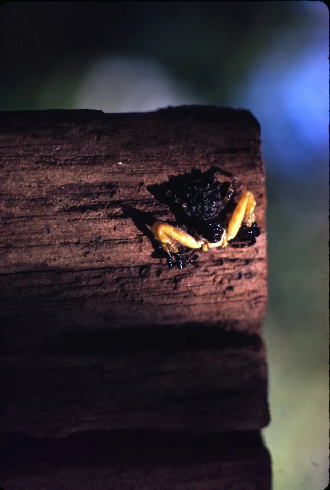 BA32 Chiang Mai Small Crab 10 1966.jpg