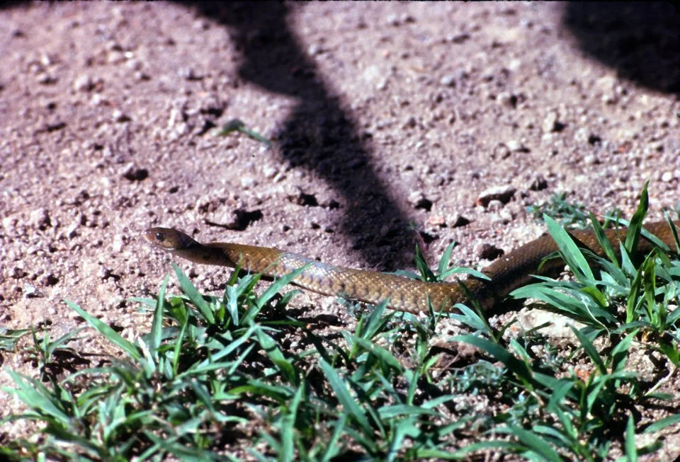 DA35 Chiang Mai snake in garden 12 1966.jpg