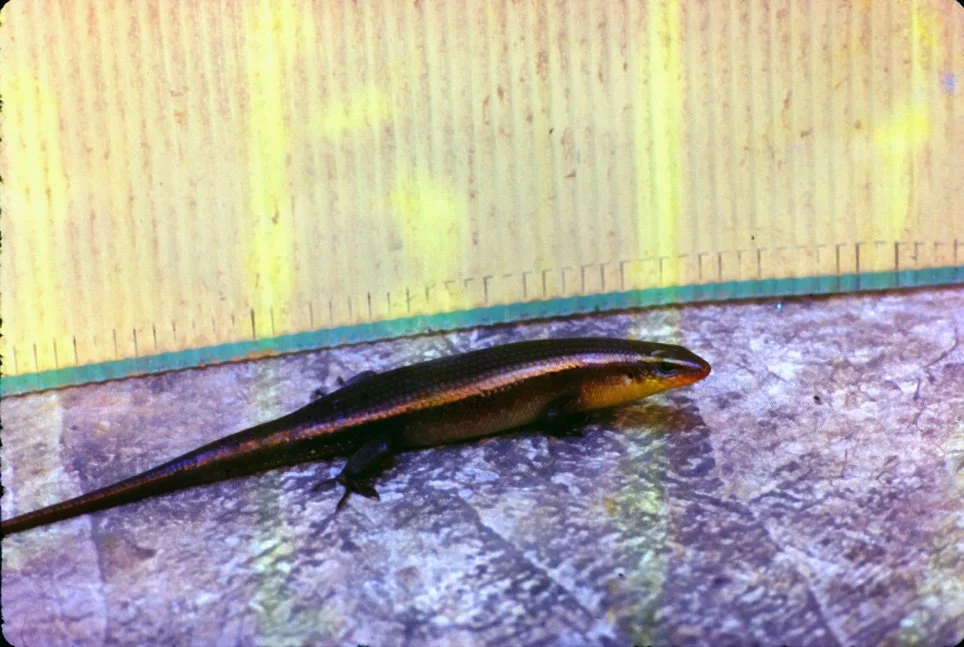 ya37 Chiang Mai Garden Lizard 10 1969.jpg