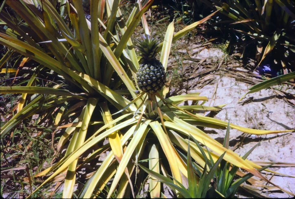 AM10 Hua Hin Prachuab Pineapple 04 1965.jpg