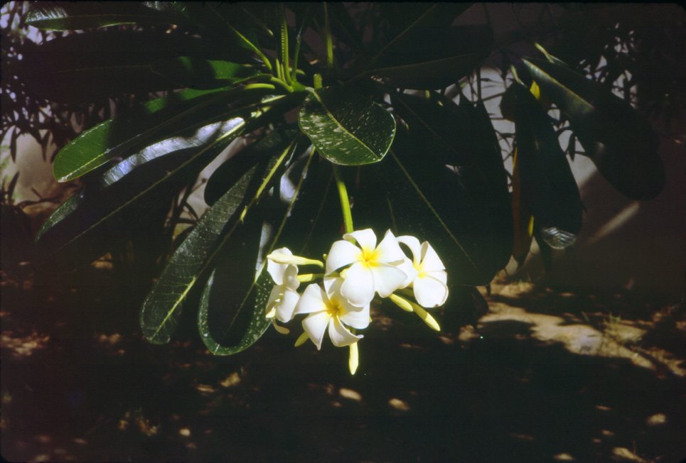 AM06 Hua Hin Hotel Frangipani Plumeria acutifolia 04 1965.jpg