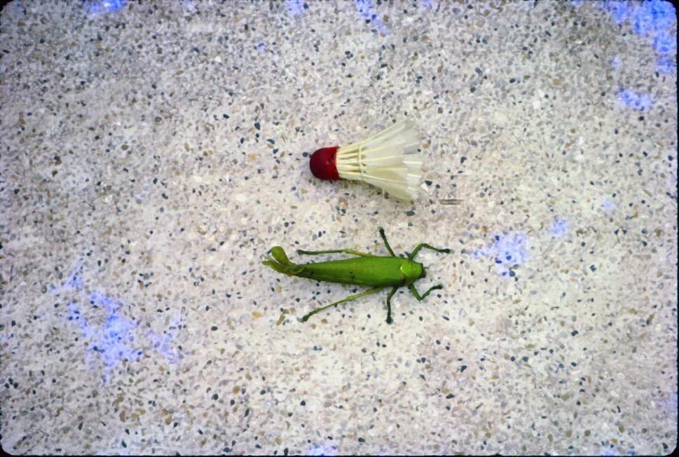 AO15 Chiang Mai garden insect 041965.jpg