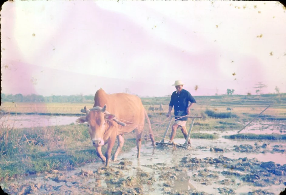 AQ06 Mae Klang Biology Outing ploughing 03 1966.jpg