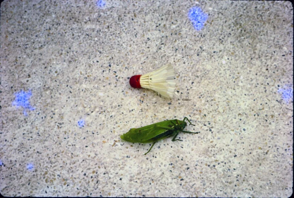 AO16 Chiang Mai garden insect 041965.jpg