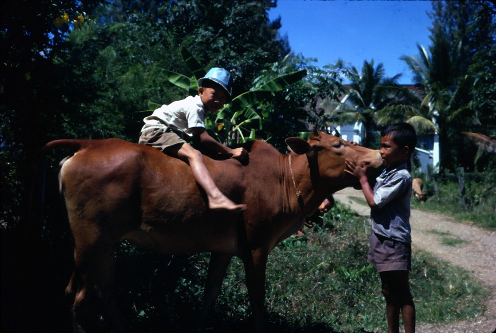 AX31 Chiang Mai cow and boys 11 1966.jpg