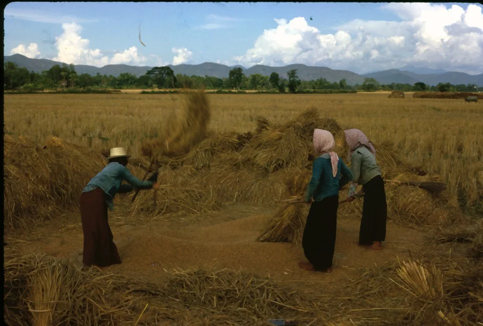 EA02 Chiang Mai Mae Jo Rice harvest 12 1966.jpg