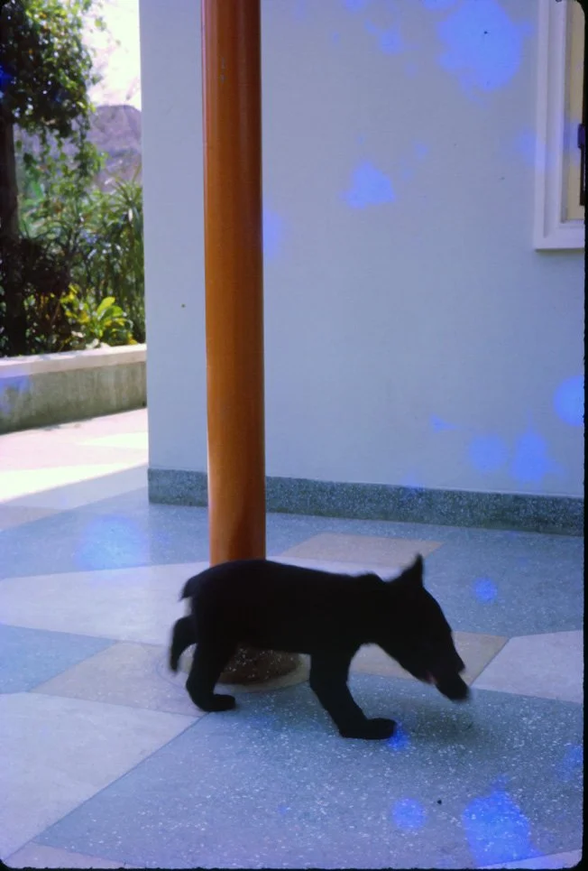 AL11 Chiang Mai Garden Bear 03 1965.jpg