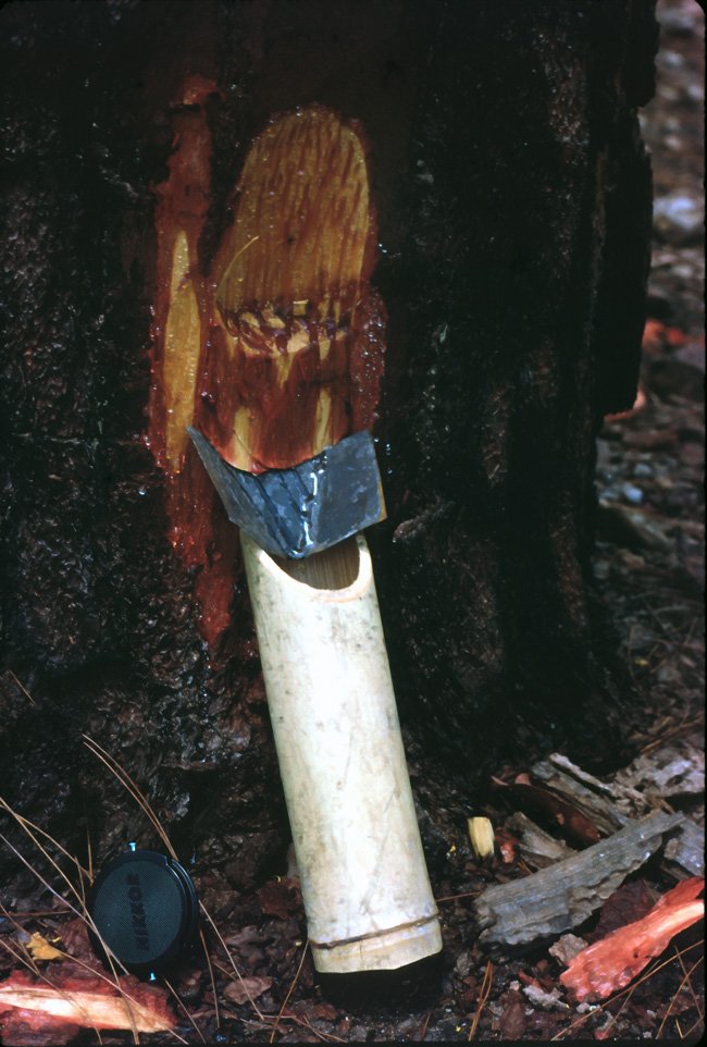 KA05 Maeseriang Mathongsorng Resin Collecting 04 1967.jpg