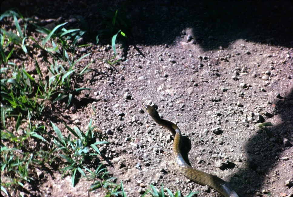 DA37 Chiang Mai snake in garden 12 1966.jpg