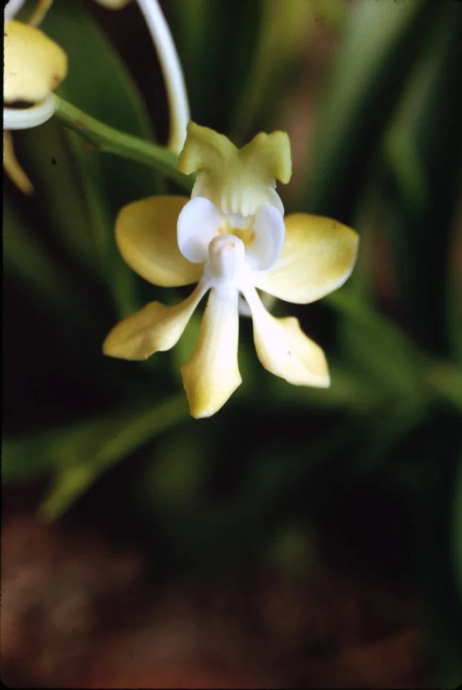 JA13 Chiang Mai Garden Vanda denitsoniana 04 1967.jpg