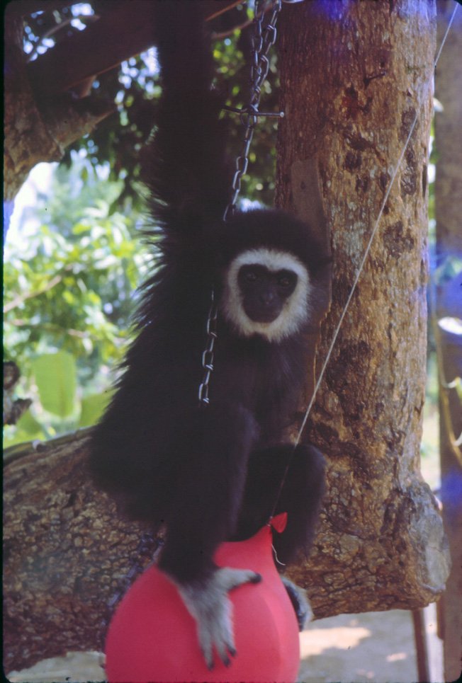 AL14 Chiang Mai Garden Winston Gibbon 03 1965.jpg