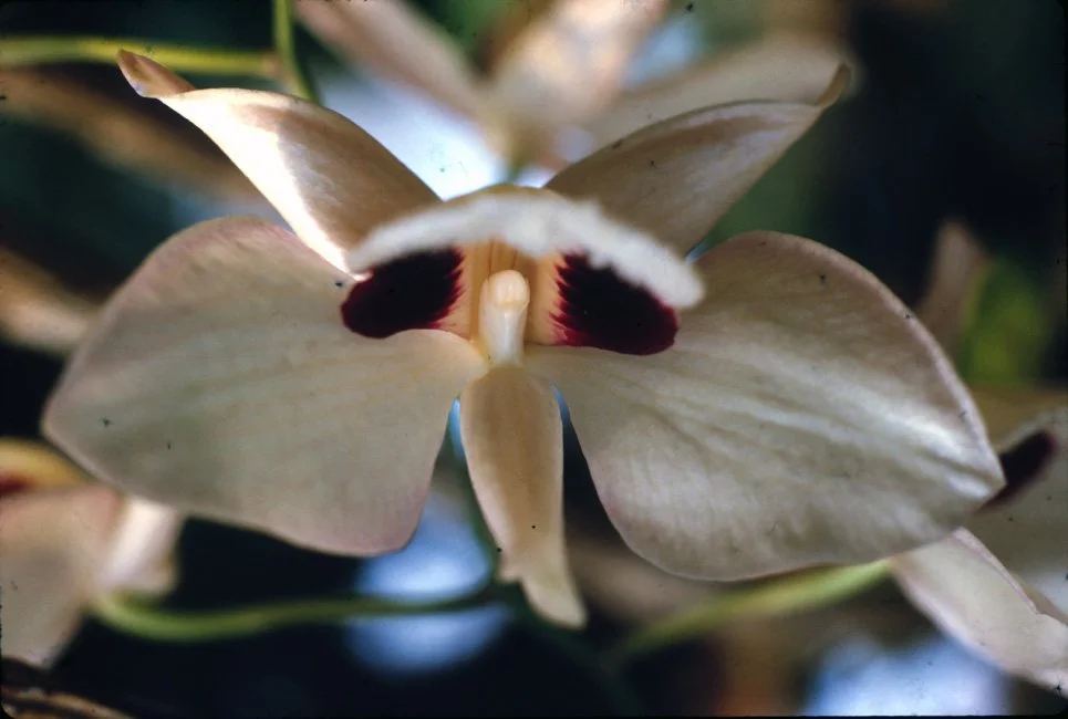 JA15 Chiang Mai Garden Dendrotsium pulchellum 04 1967.jpg