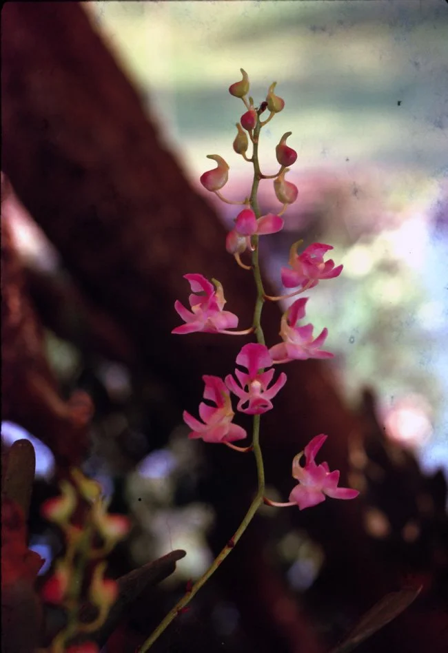 KA36 Chiang Mai Garden Orchid Aerides falcatum 05 1967.jpg