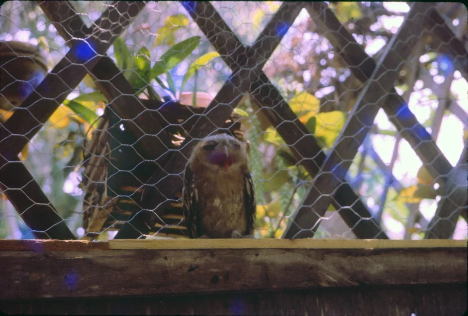 AL37 Chiang Mai Owl 04 1965.jpg