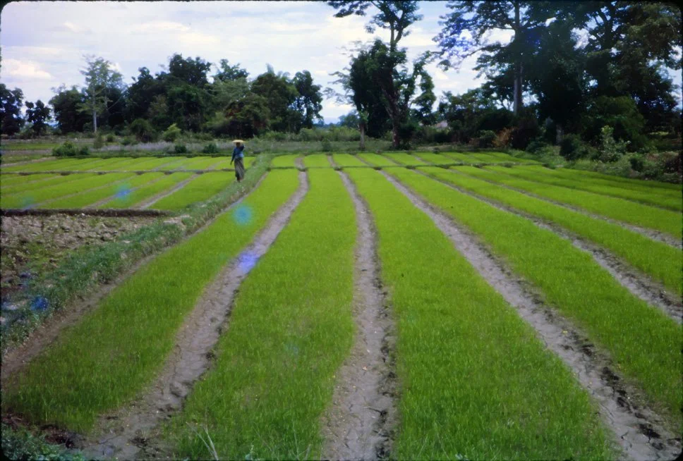 AO34 Chiang Mai Rice Nursery 071965.jpg