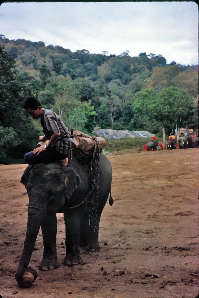 GA34 Mesai Elephants 01 1967.jpg