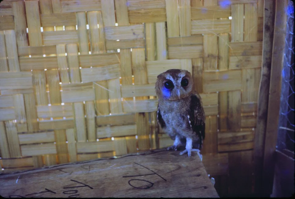 AL34 Chiang Mai Owl 04 1965.jpg