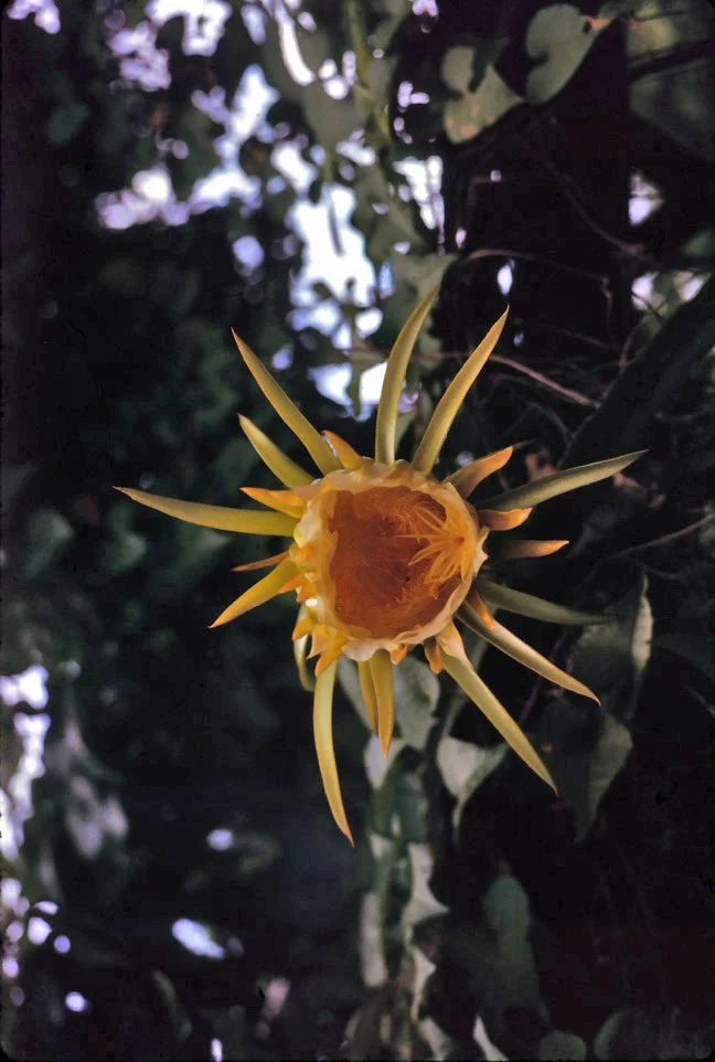 AW35 Chiang Mai Night Flowering Cactus Lebocerus 08 1966.jpg