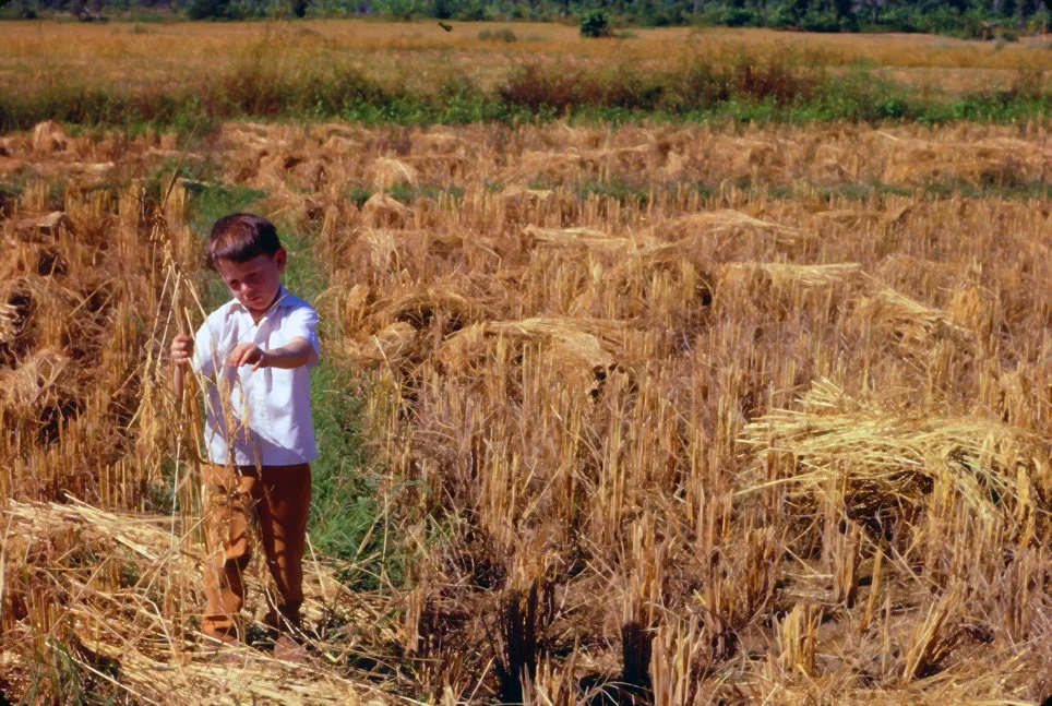 za05 Chiang Dow Rice Harvest David Bradbeer12 1969.jpg