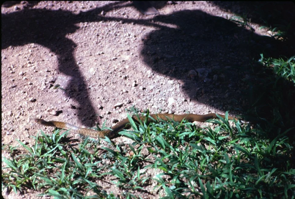 DA34 Chiang Mai snake in garden 12 1966.jpg