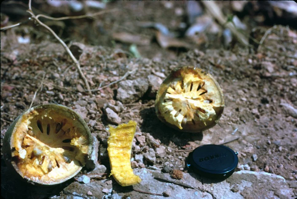 KA23 Mae Hongsorng fruit Aegle Marmelos 04 1967.jpg