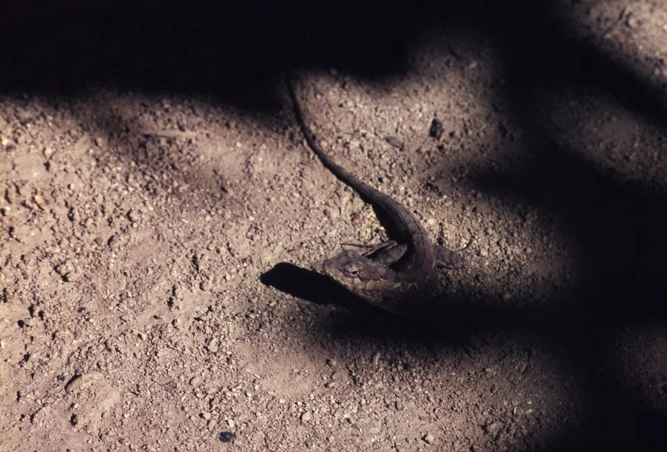 ua05 Chiang mai garden lizard 12 1968.jpg