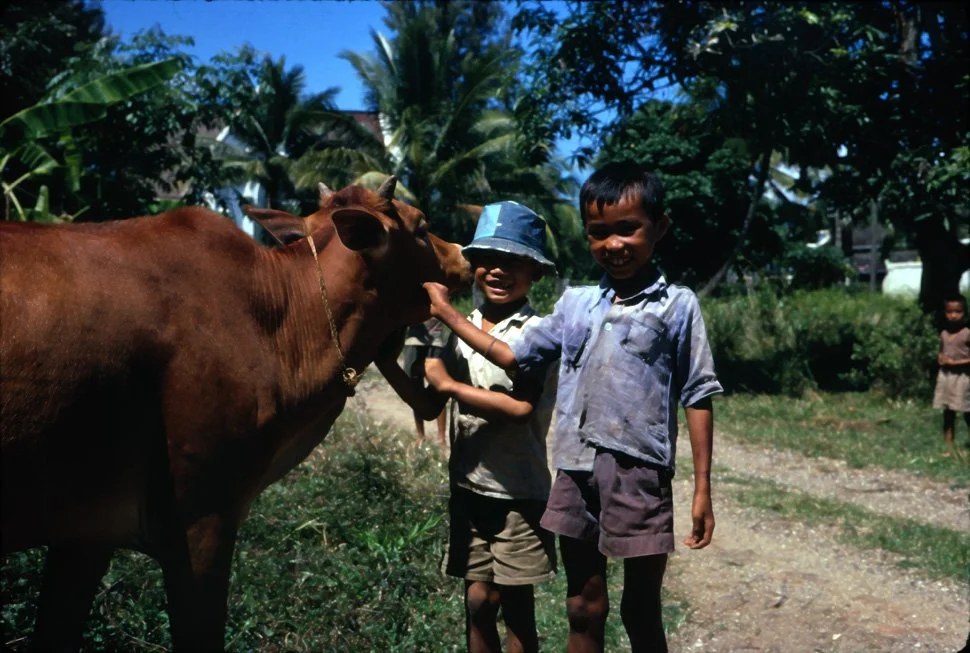 AX30 Chiang Mai cow and boys 11 1966.jpg